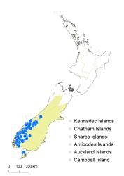 Veronica hectorii subsp. hectorii distribution map based on databased records at AK, CHR & WELT.
 Image: K.Boardman © Landcare Research 2022 CC-BY 4.0
